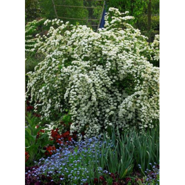 SPIRAEA vanhouttei