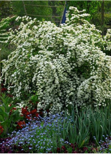 SPIRAEA vanhouttei