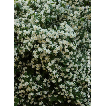 PHILADELPHUS coronarius