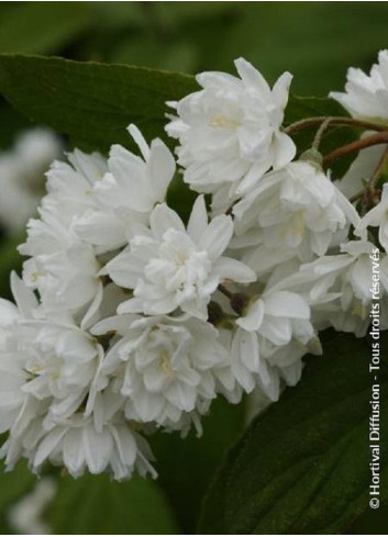 PHILADELPHUS minnesota SNOWFLAKE
