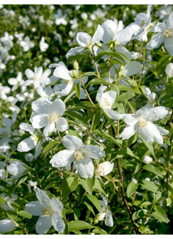 PHILADELPHUS SILBERREGEN