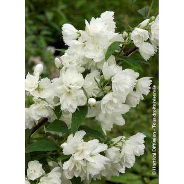 PHILADELPHUS SNOWBELLE