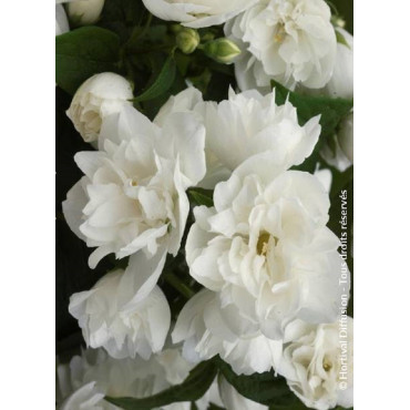 PHILADELPHUS virginalis