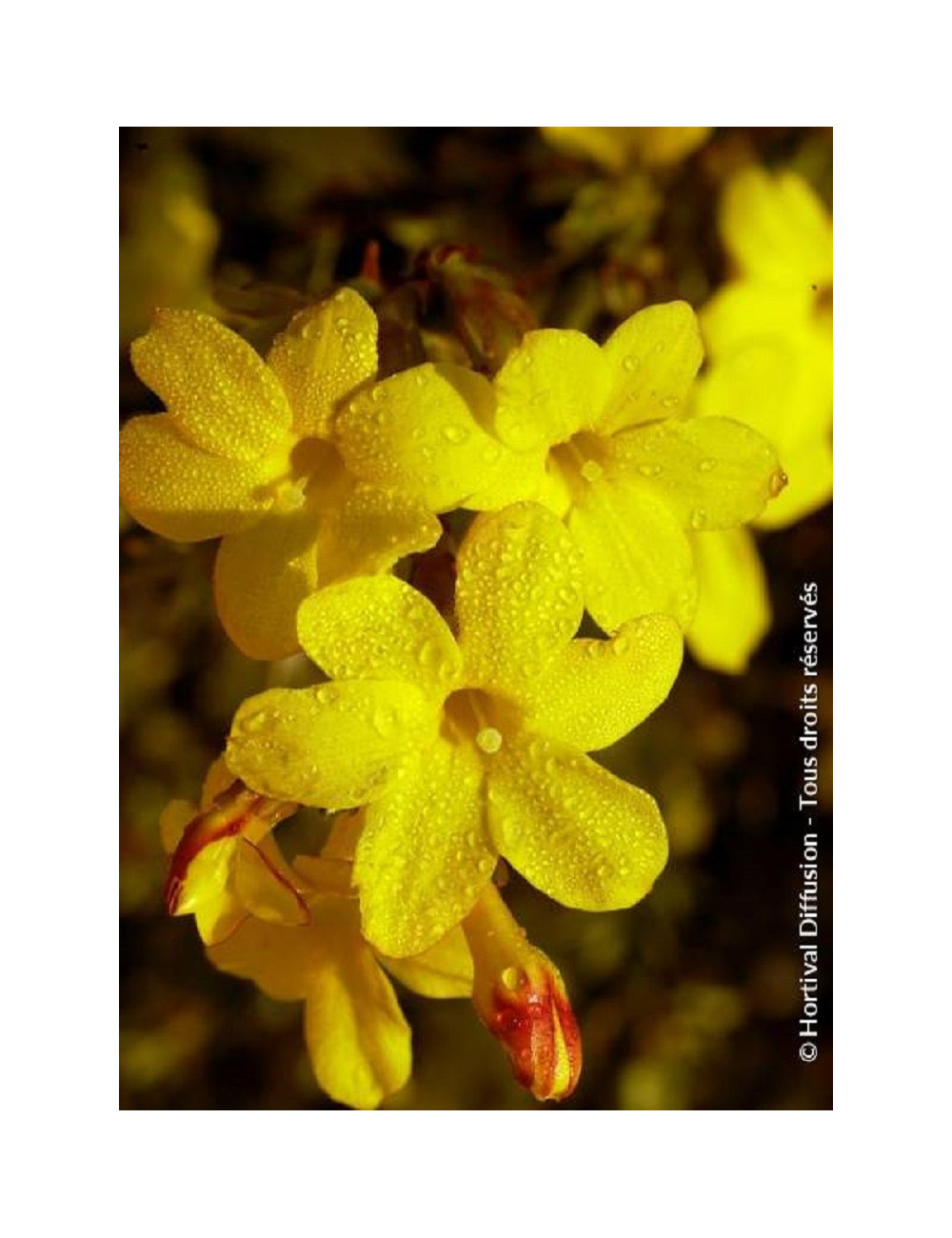 JASMINUM nudiflorum