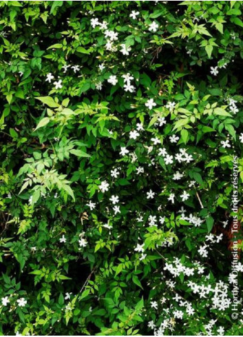 JASMINUM officinalis