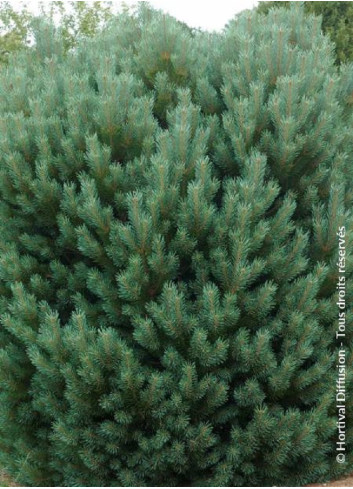 PINUS sylvestris WATERERI