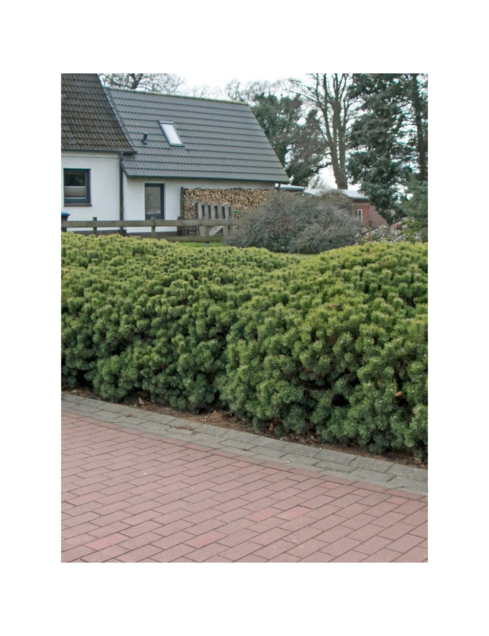 PINUS mugo var.mughus