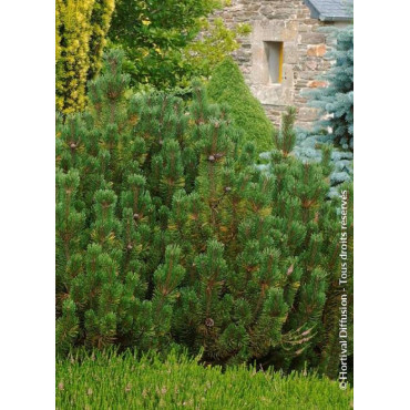 PINUS mugo var.pumilio