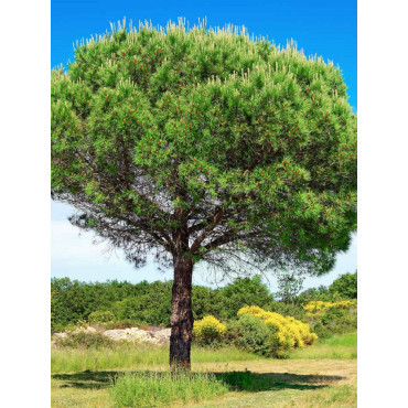 PINUS PINEA