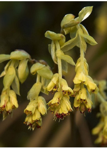 CORYLOPSIS pauciflora