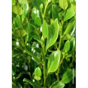 GRISELINIA littoralis GREEN HORIZON