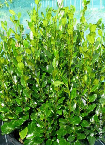 GRISELINIA littoralis GREEN HORIZON