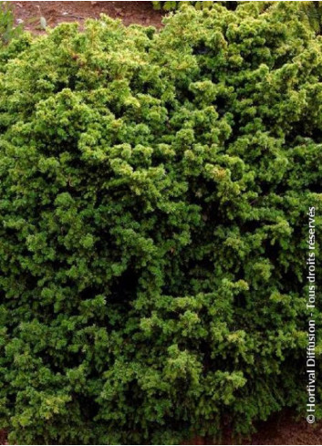 CRYPTOMERIA japonica VILMORINIANA