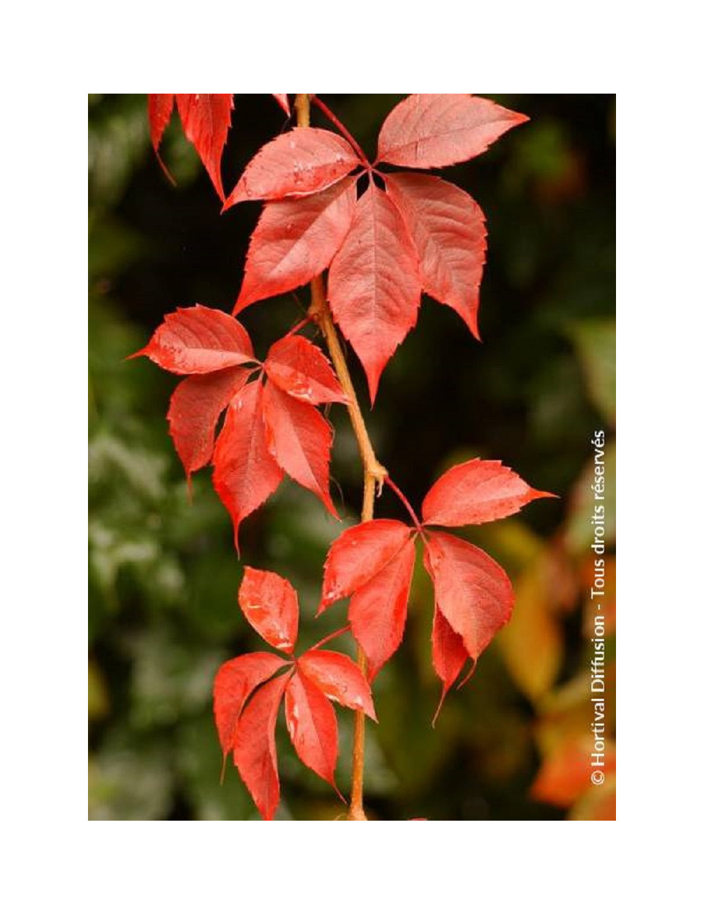 PARTHENOCISSUS quinquefolia ENGELMANNII