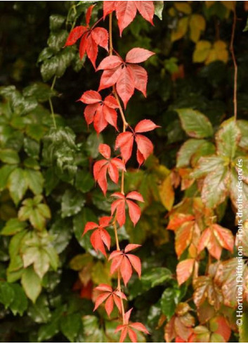 PARTHENOCISSUS quinquefolia ENGELMANNII