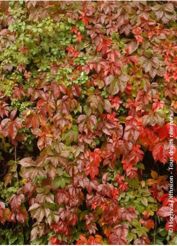 PARTHENOCISSUS quinquefolia ENGELMANNII