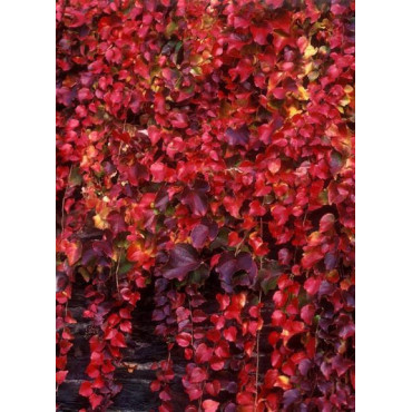 PARTHENOCISSUS tricuspidata VEITCHII