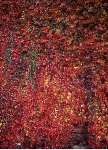 PARTHENOCISSUS tricuspidata VEITCHII