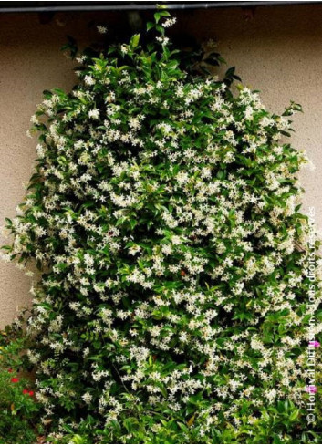 TRACHELOSPERMUM jasminoides ,syn. Rhyncospermum
