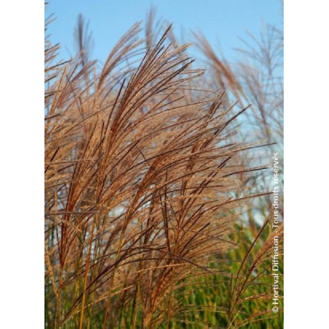 MISCANTHUS sinensis GRACILLIMUS