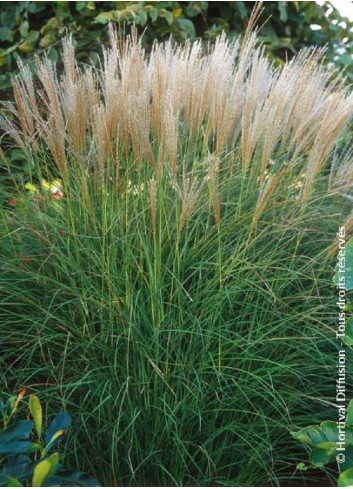 MISCANTHUS sinensis KLEINE SILBERSPINNE