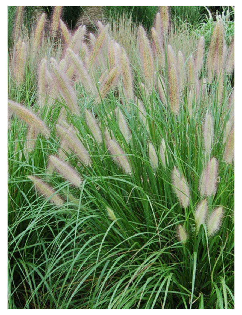 PENNISETUM alopecuroides