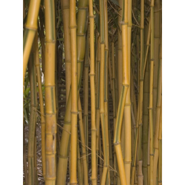 PHYLLOSTACHYS aureosulcata SPECTABILIS