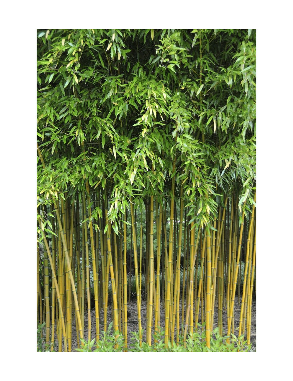 PHYLLOSTACHYS aureosulcata SPECTABILIS