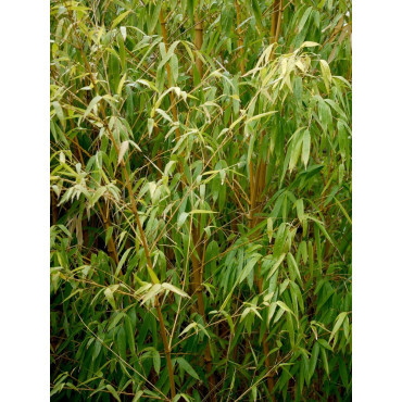 PHYLLOSTACHYS aureosulcata AUREOCAULIS