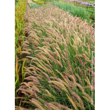 PENNISETUM orientale KARLEY ROSE