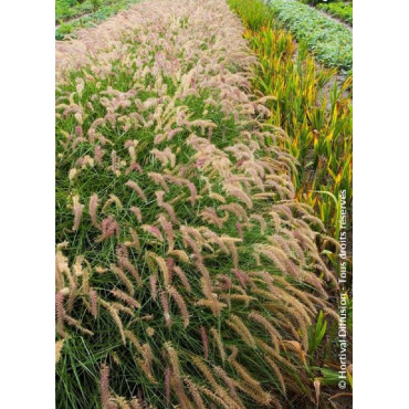 PENNISETUM orientale KARLEY ROSE