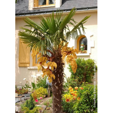 TRACHYCARPUS fortunei