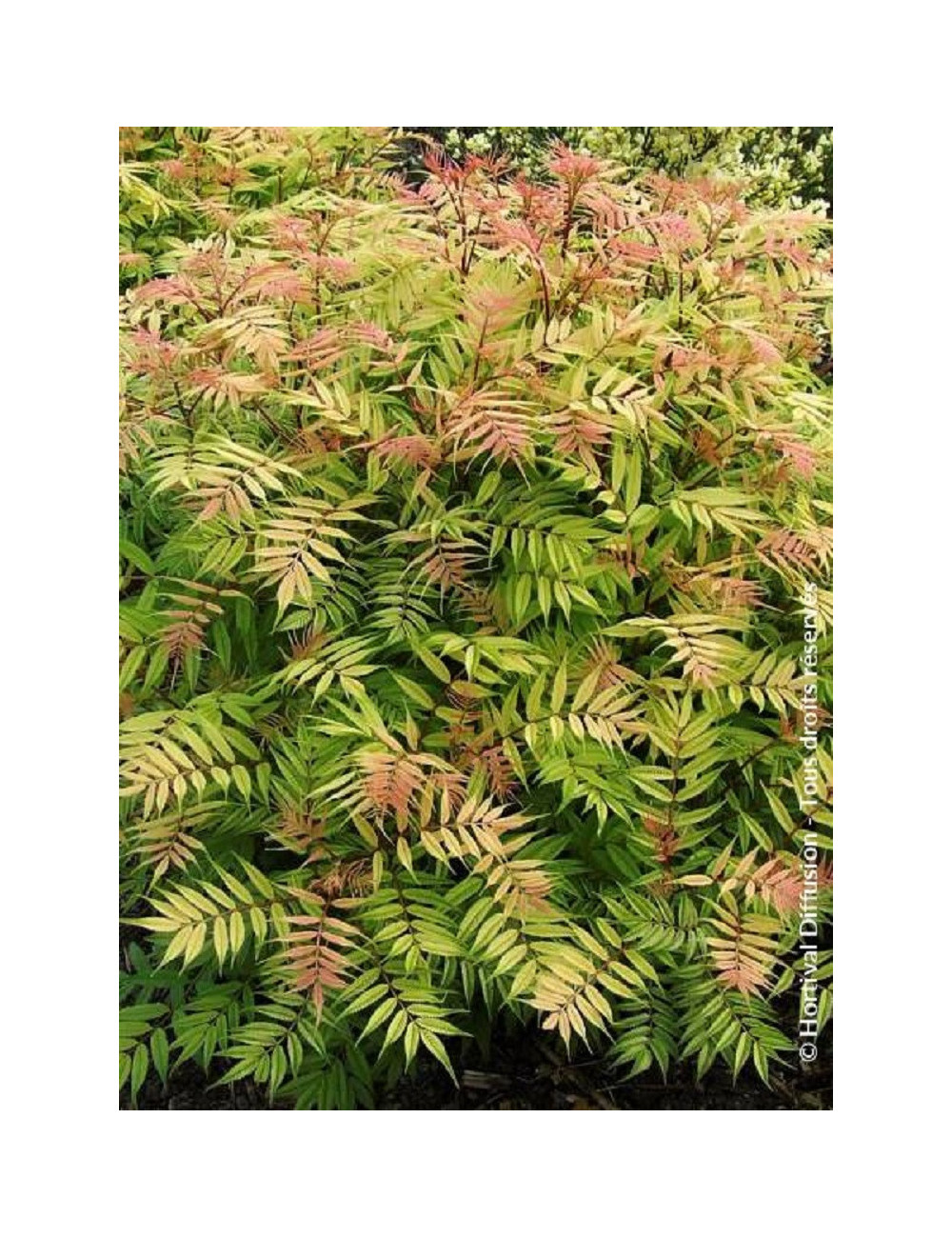 SORBARIA sorbifolia SEM