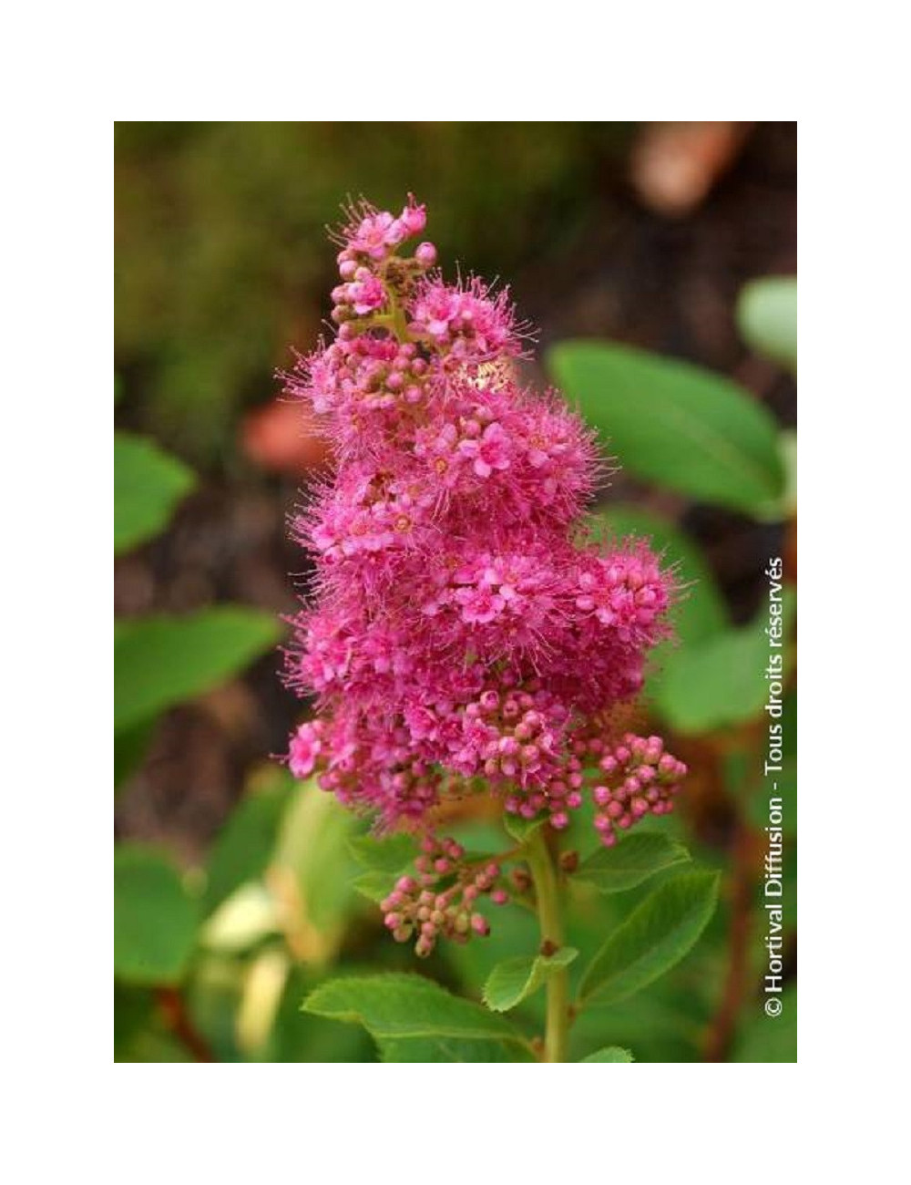 SPIRAEA BILLIARDII