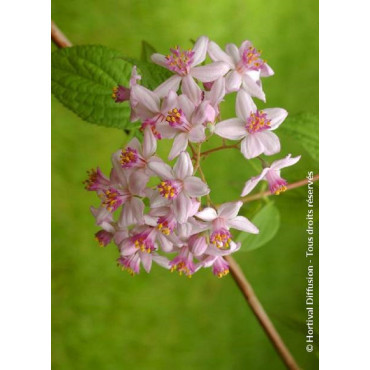 DEUTZIA hybrida MONT ROSE