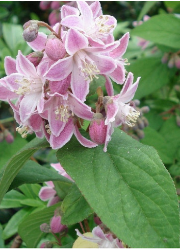DEUTZIA hybrida PERLE ROSE