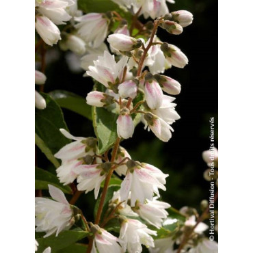 DEUTZIA scabra PRIDE OF ROCHESTER