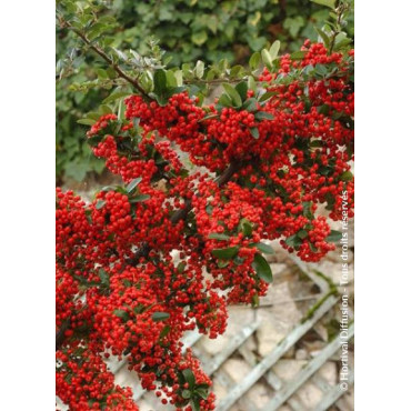 PYRACANTHA SAPHYR ROUGE