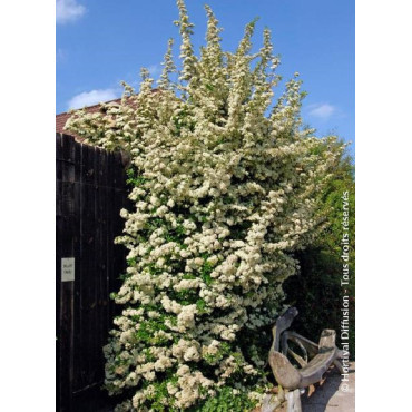 PYRACANTHA SAPHYR ROUGE