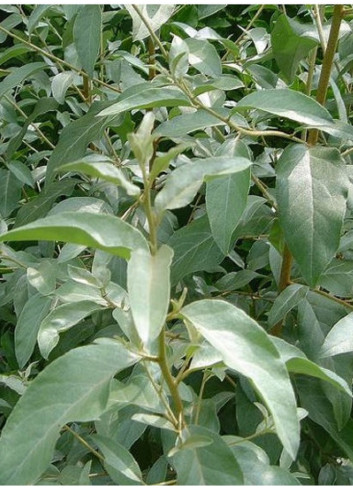 ELAEAGNUS angustifolia
