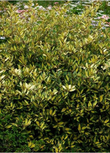 ELAEAGNUS pungens MACULATA AUREA