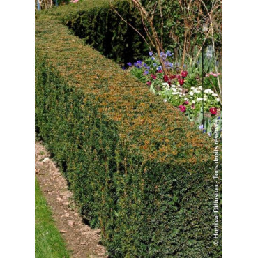 TAXUS media STRAIT HEDGE