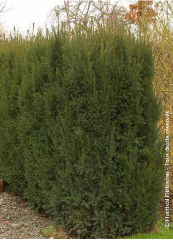TAXUS media STRAIT HEDGE