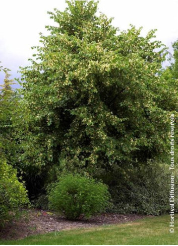 TILIA platyphyllos RUBRA