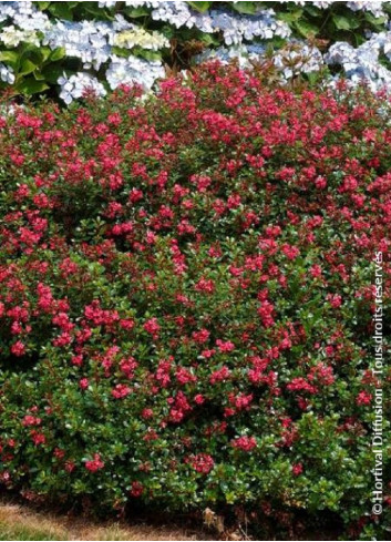 ESCALLONIA RED DREAM