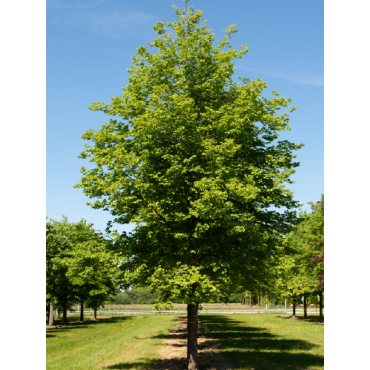 TILIA cordata GREENSPIRE