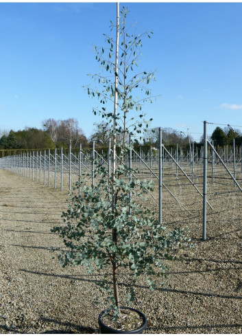 EUCALYPTUS gunnii En pot de 15-20 litres forme baliveau