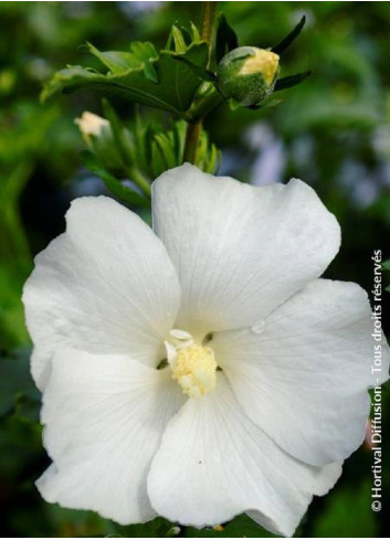 HIBISCUS syriacus ELEONORE cov