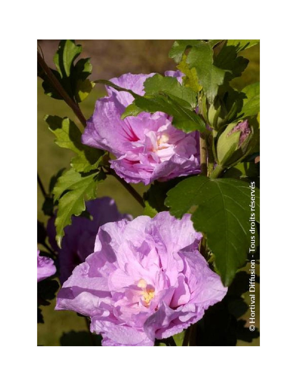 HIBISCUS syriacus LAVENDER CHIFFON