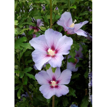 HIBISCUS syriacus OISEAU BLEU
